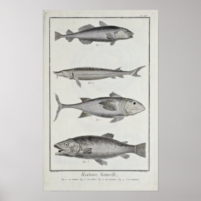 Kabeljau, Thunfisch, Lachs und Sturgeon Poster (Vorne)