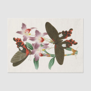 Kabinett für orientalische Entomologie Pl III Seidenpapier