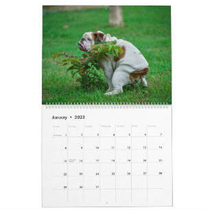 Kackend Hunde Kalender 2023, Hunde