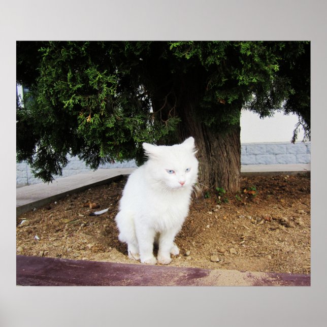 Kackend Katze Poster (Vorne)