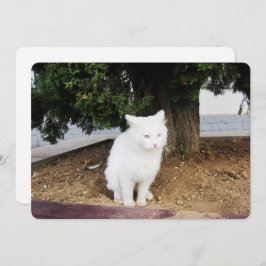 Kackend Katzen-Wohnungskarte Feiertagskarte