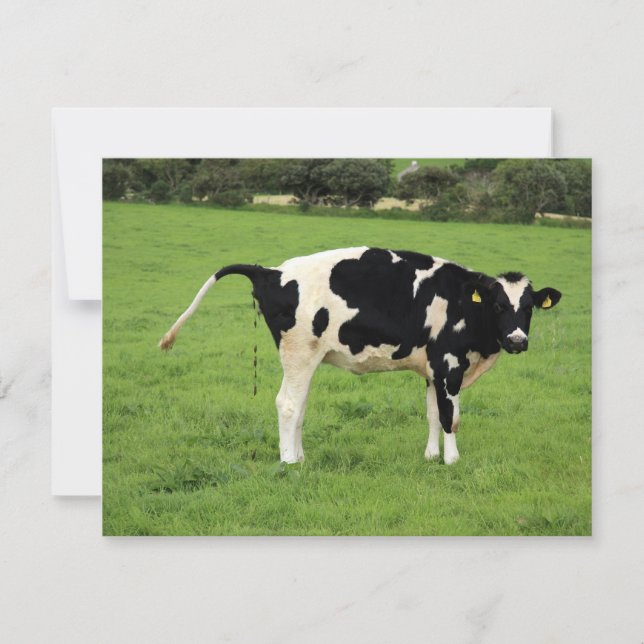 Kackende Kuh (Vorderseite)