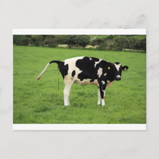 Kackende Kuh Postkarte