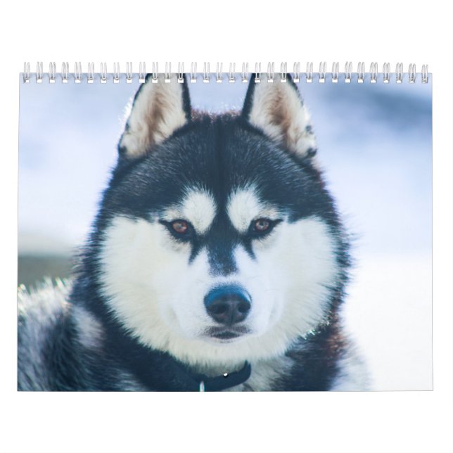 Kaeru Der Husky-Kalender Kalender (Titelbild)