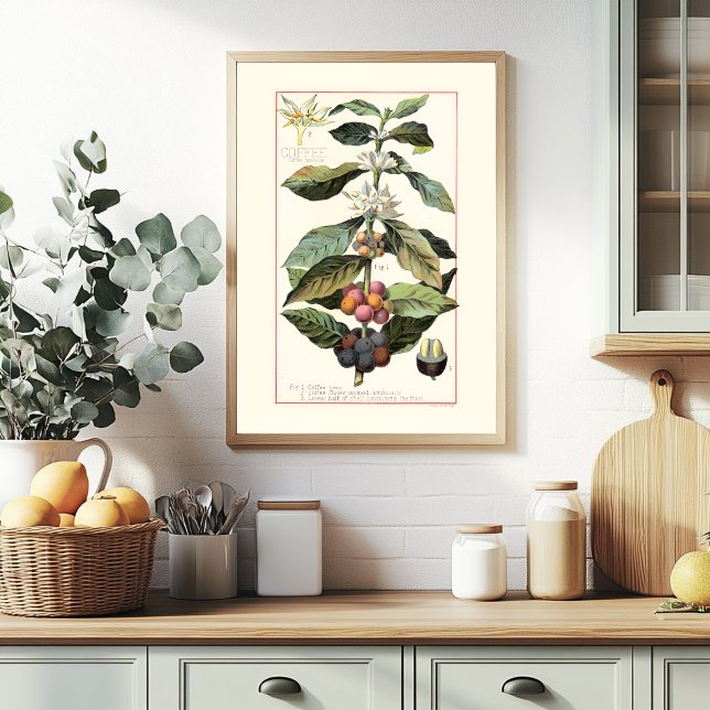 KAFEE - VINTAGE-BOTANISCHE ILLUSTRATION POSTER (Von Creator hochgeladen)