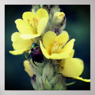 Käfer auf der Wild-Mullein-Blume Nah Poster