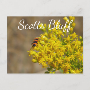 Käfer auf Goldenrod, Scotts Bluff, Gering, NE Postkarte
