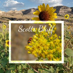 Käfer auf Goldrute, Scotts Bluff, Gering, NE Postkarte