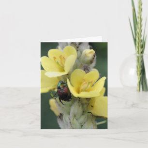 Käfer auf Königskerzenblüten-Fotografie