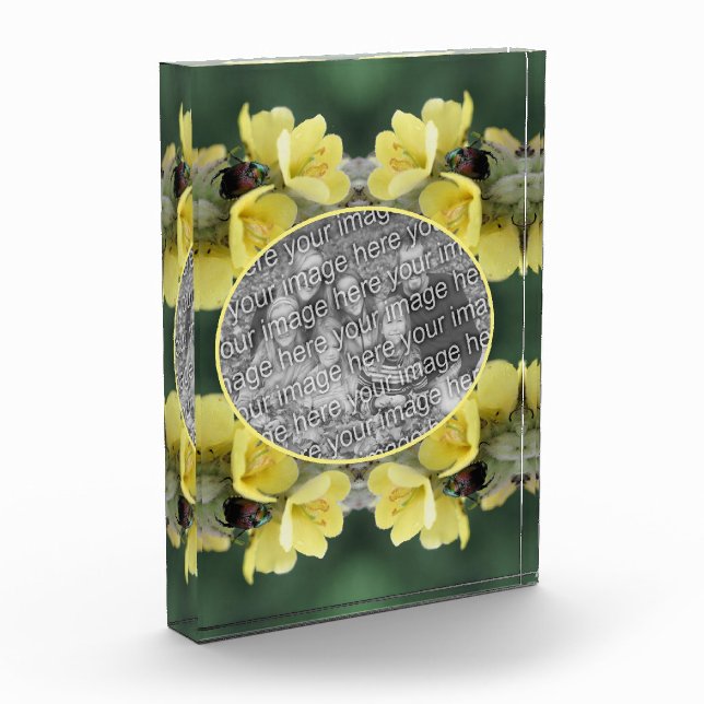 Käfer auf Wild-Mullein-Blume Fügen Sie Ihre Fotoblock (Links)