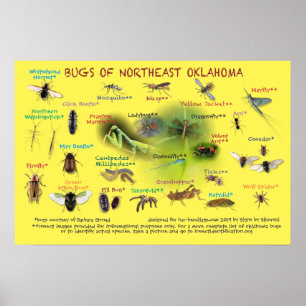 Käfer des nordöstlichen Oklahoma-Posters 19 p Poster