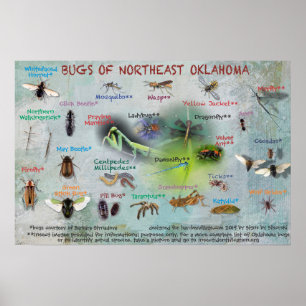 Käfer des nordöstlichen Oklahoma-Posters 19 Poster