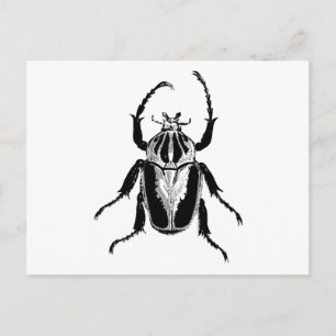 Käfer Insekt Bug Vintage Holzstich Postkarte