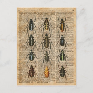 Käfer Insekten Zoologie Vintage-Illustration Kunst Postkarte