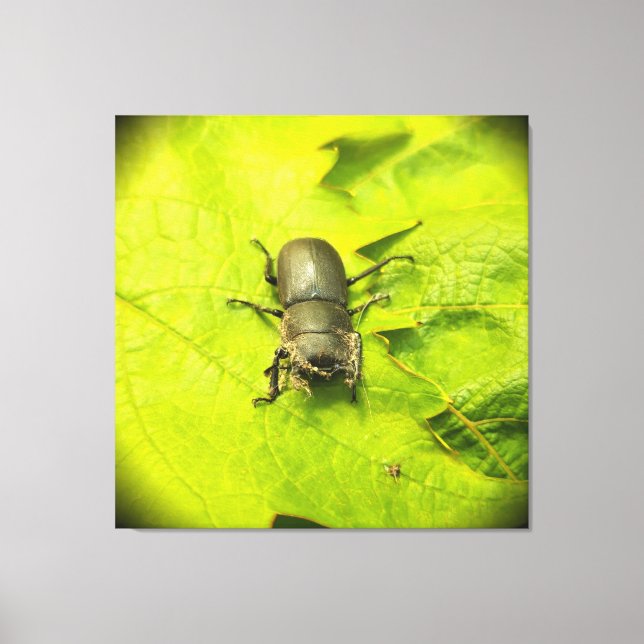 Käfer , Käfer , Bug Leinwanddruck (Vorderseite)