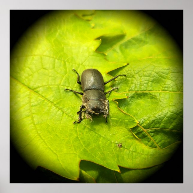 Käfer , Käfer , Bug Poster (Vorne)