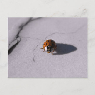 Käfer Marienkäfer Digitale Makrofotografie Postkarte