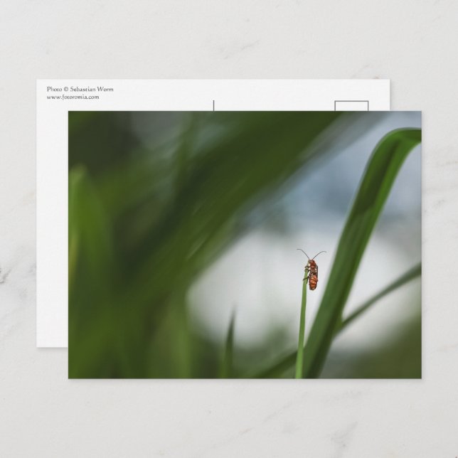 Käfer Natur Foto Postkarte (Vorne/Hinten)