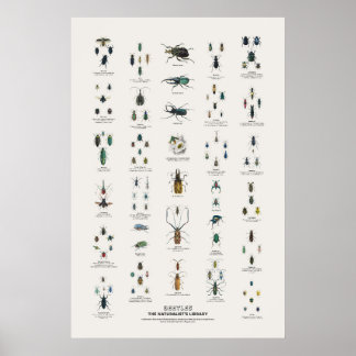Käfer - Naturalist's Library Poster