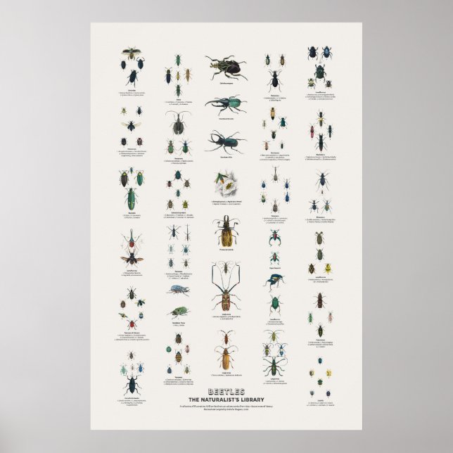 Käfer - Naturalist's Library Poster (Vorne)