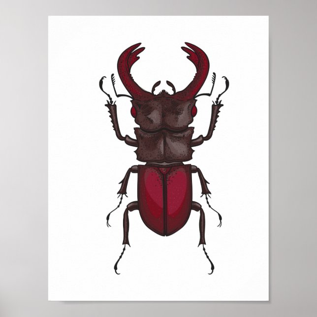 Käfer Poster (Vorne)
