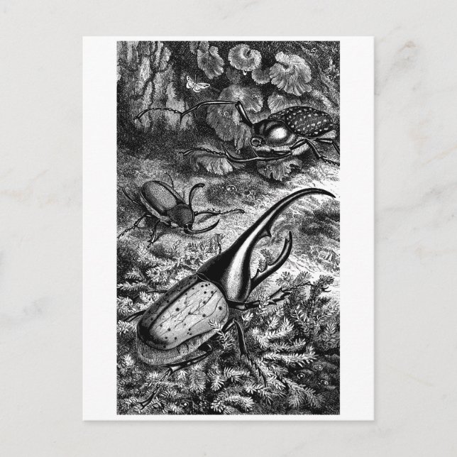 Käfer Postkarte (Vorderseite)