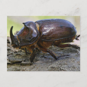 Käfer Postkarte