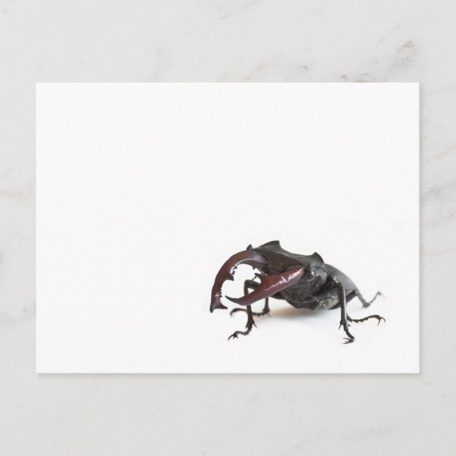Käfer Postkarte (Vorderseite)