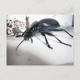 Käfer Postkarte