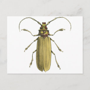 Käfer, Prionus Corticinus Postkarte