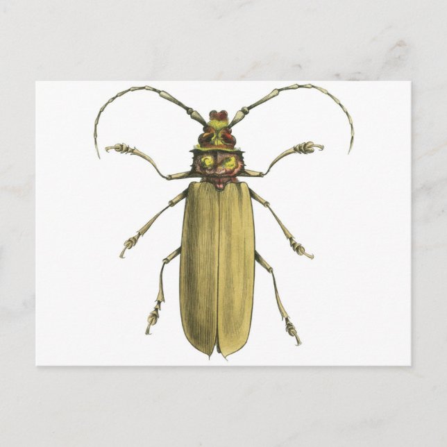 Käfer, Prionus Corticinus Postkarte (Vorderseite)