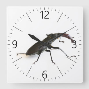Käfer Quadratische Wanduhr