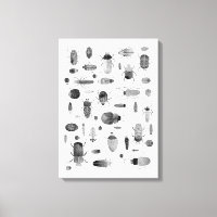 Käfer Schwarz & Weiß