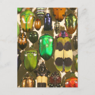 Käfer, Umschläge und Insekten Postkarte