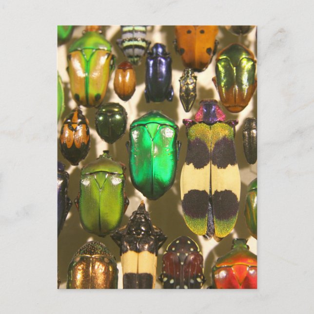 Käfer, Umschläge und Insekten Postkarte (Vorderseite)