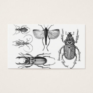 Käfer und Insekten