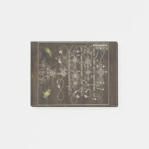 Käfer und Scarab von Mira Calligraphiae