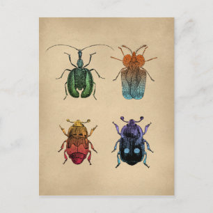 Käfer-Vintage-Illustration Postkarte