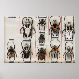 Käferart Insekt Naturfotografie  Poster