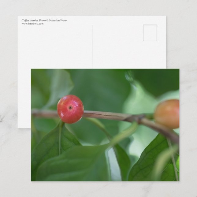 Kaffee Cherries Nature Foto Postkarte (Vorne/Hinten)