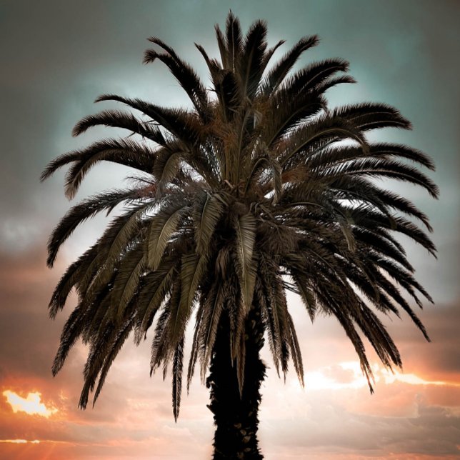 Kaffee Tasse Leben meine beste Palme & Sonnenunter (Von Creator hochgeladen)