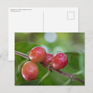 Kaffeekirschen Postkarte