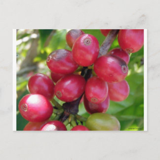 Kaffeekirschen Postkarte