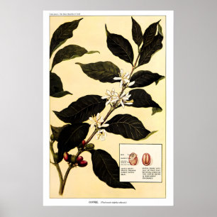 Kaffeepflanze 1923 POSTERDRUCK Vintage Botanik Poster