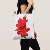 Kaffir Lily / River Lily / Hesperantha Coccinea