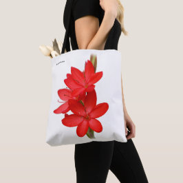 Kaffir Lily / River Lily / Hesperantha Coccinea