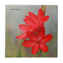 Kaffir Lily / River Lily / Hesperantha Coccinea Fliese
