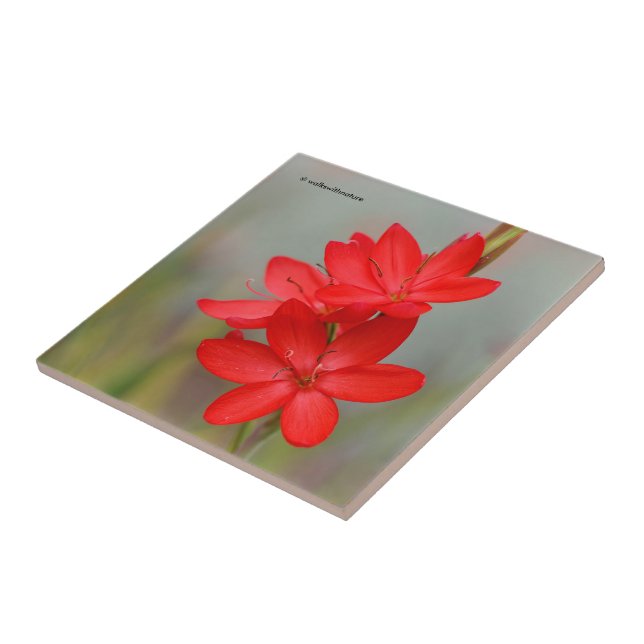 Kaffir Lily / River Lily / Hesperantha Coccinea Fliese (Seite)