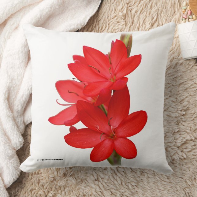 Kaffir Lily / River Lily / Hesperantha Coccinea Kissen (Decke)