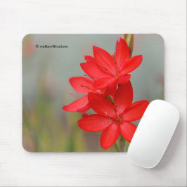 Kaffir Lily / River Lily / Hesperantha Coccinea Mousepad